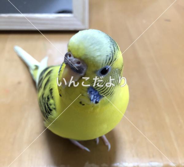 迷い鳥の写真