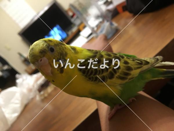 迷い鳥の写真