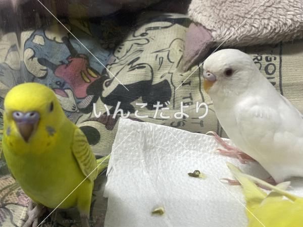 迷い鳥の写真