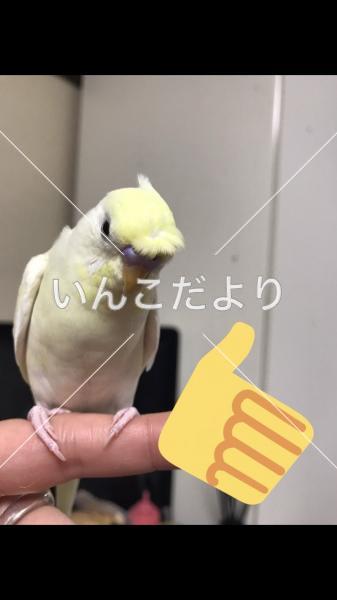 迷い鳥の写真