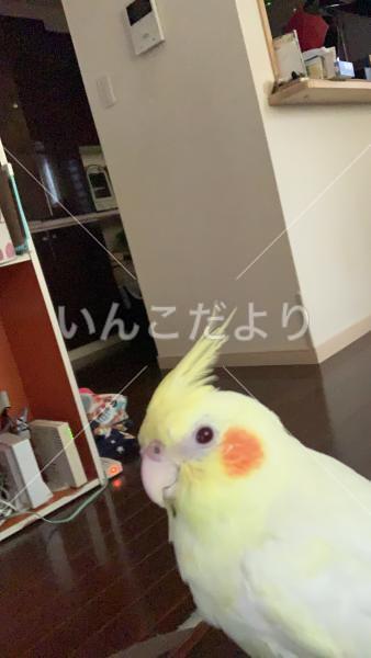 迷い鳥の写真