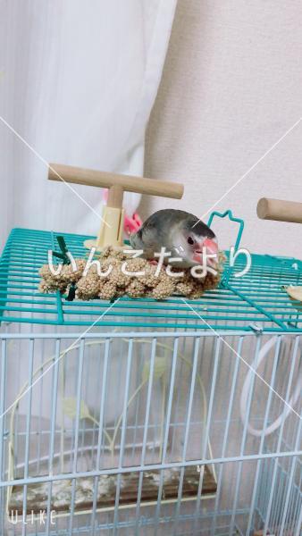 迷い鳥の写真