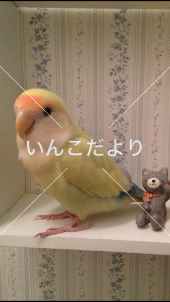 迷い鳥の写真