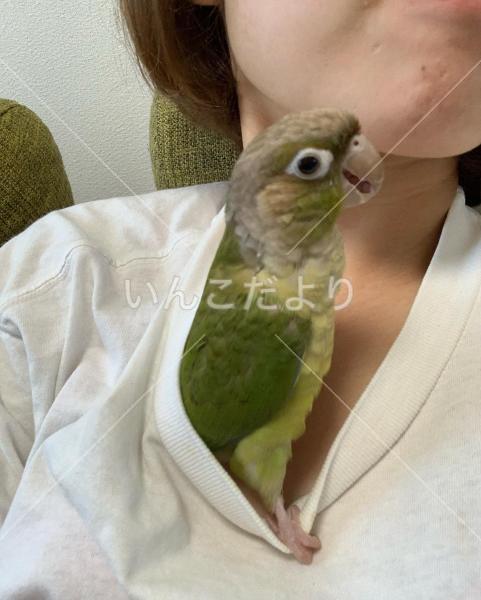 迷い鳥の写真