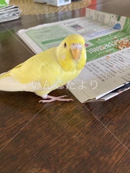 保護鳥の写真