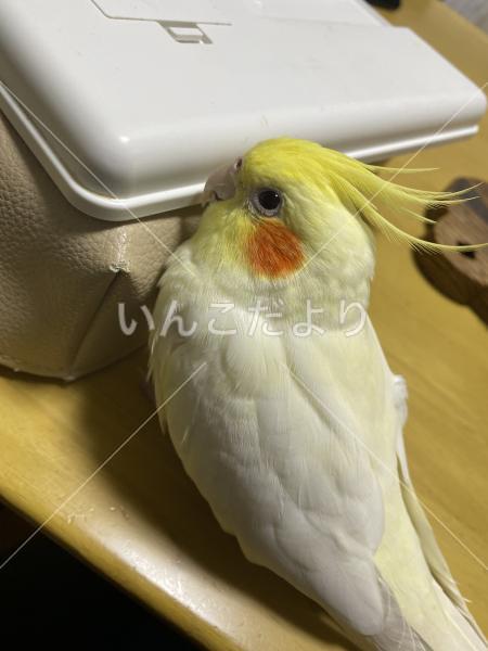 迷い鳥の写真