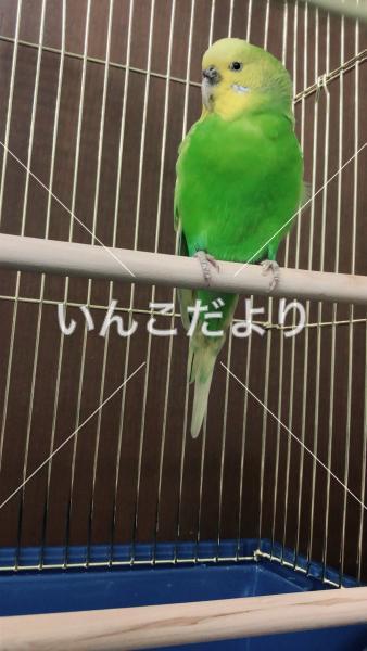 保護鳥の写真