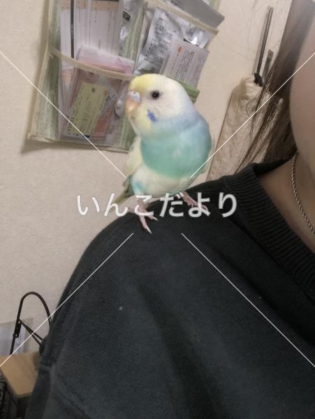 迷い鳥の写真