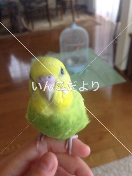 迷い鳥の写真