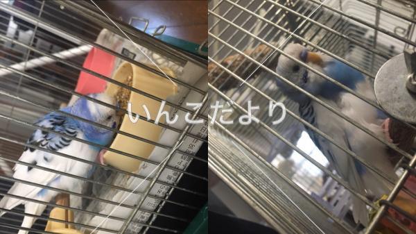 保護鳥の写真