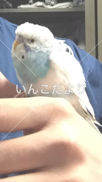 保護鳥の写真