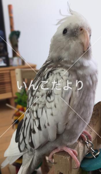 迷い鳥の写真