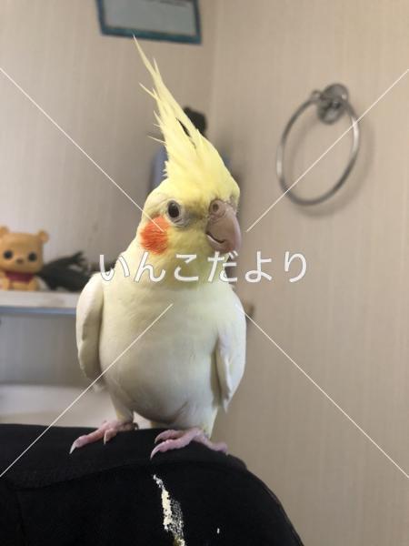 迷い鳥の写真
