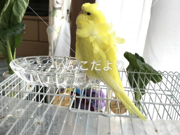 迷い鳥の写真