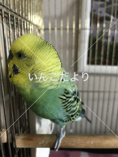迷い鳥の写真