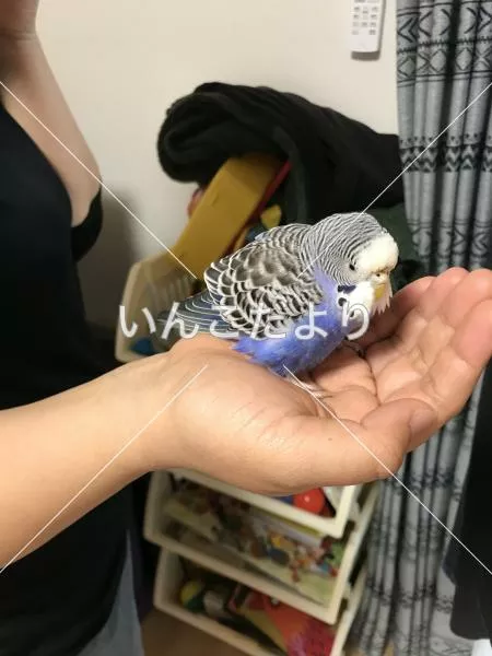 保護鳥の写真