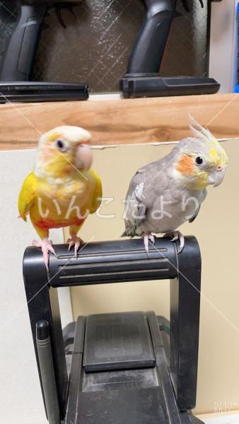 迷い鳥の写真