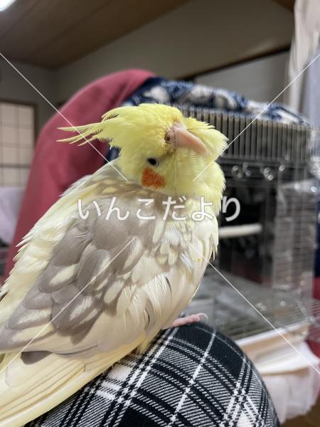 迷い鳥の写真