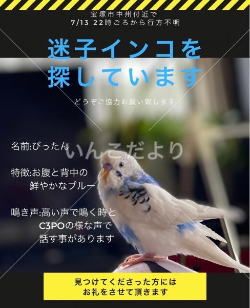 迷い鳥の写真