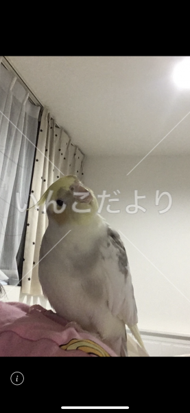 迷い鳥の写真