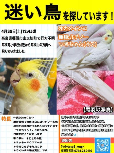 迷い鳥の写真