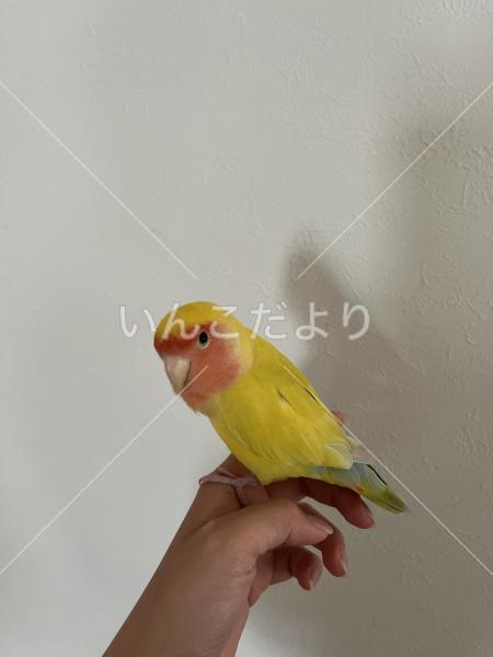 保護鳥の写真