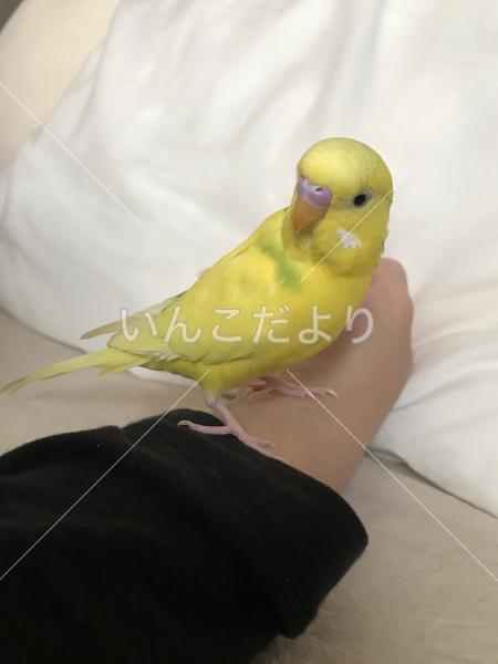 迷い鳥の写真