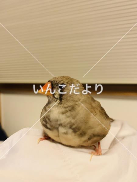 迷い鳥の写真