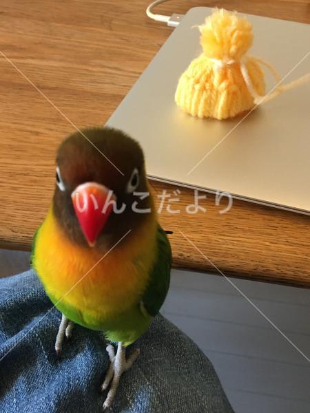 迷い鳥の写真