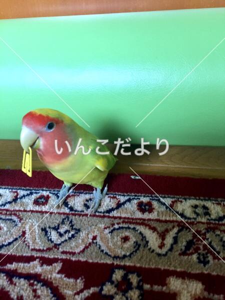 迷い鳥の写真