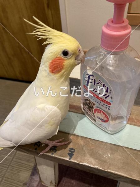 迷い鳥の写真