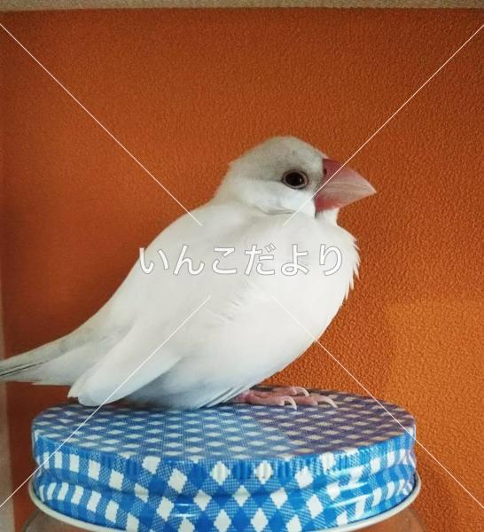 迷い鳥の写真
