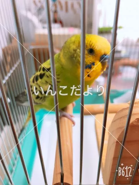 保護鳥の写真
