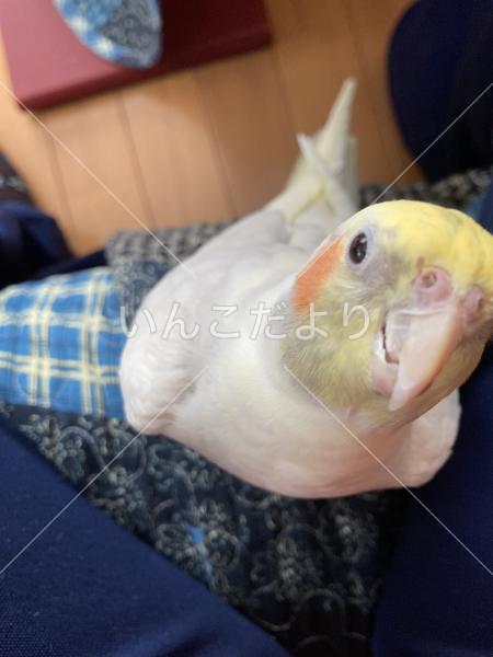 迷い鳥の写真