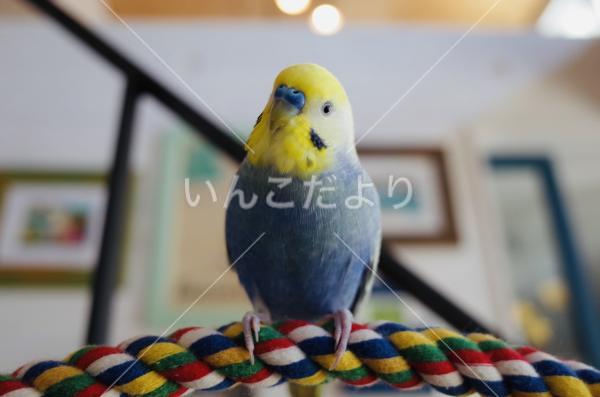 迷い鳥の写真