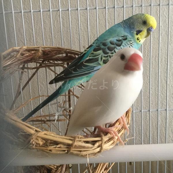 迷い鳥の写真