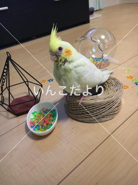迷い鳥の写真