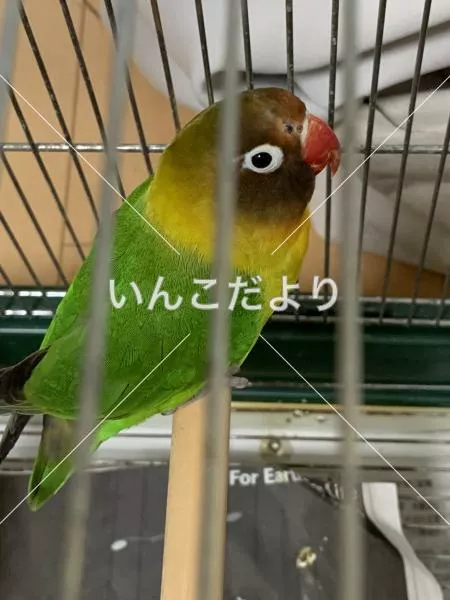 保護鳥の写真