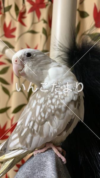 迷い鳥の写真