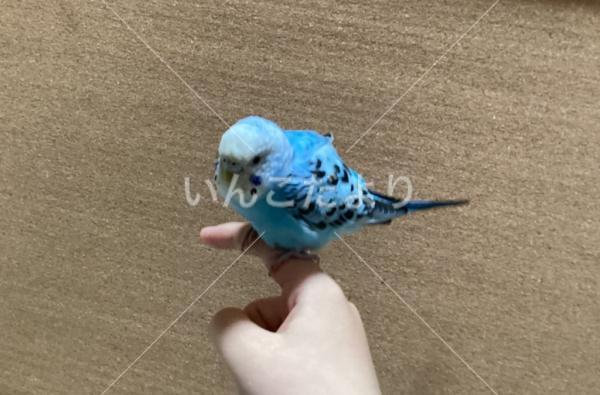 保護鳥の写真