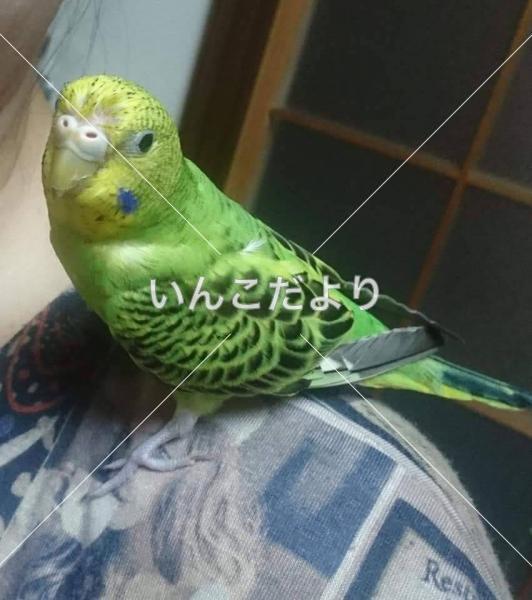 迷い鳥の写真