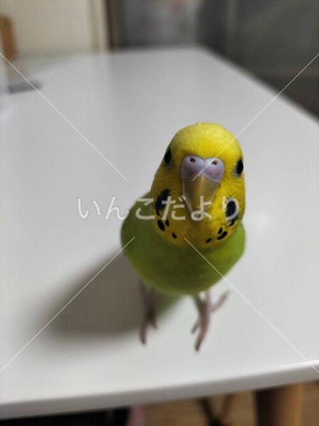 迷い鳥の写真