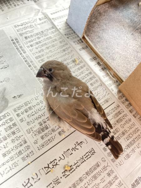 迷い鳥の写真
