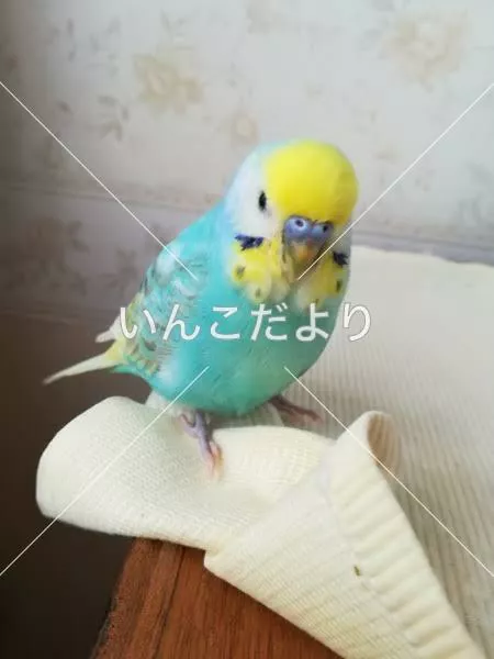 迷い鳥の写真