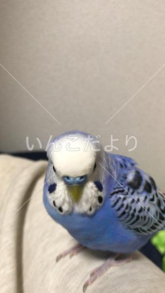 迷い鳥の写真