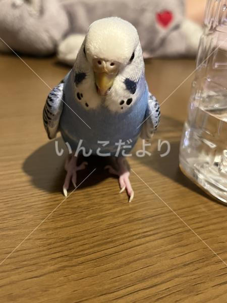 迷い鳥の写真