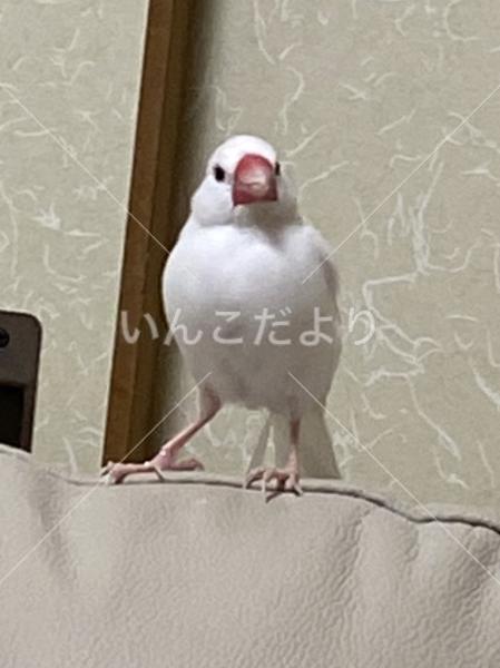 迷い鳥の写真