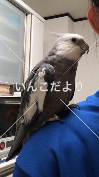 迷い鳥の写真
