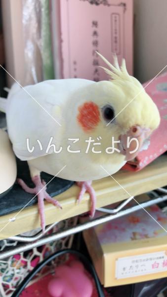 迷い鳥の写真