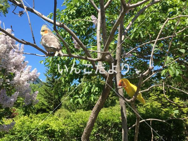 保護鳥の写真